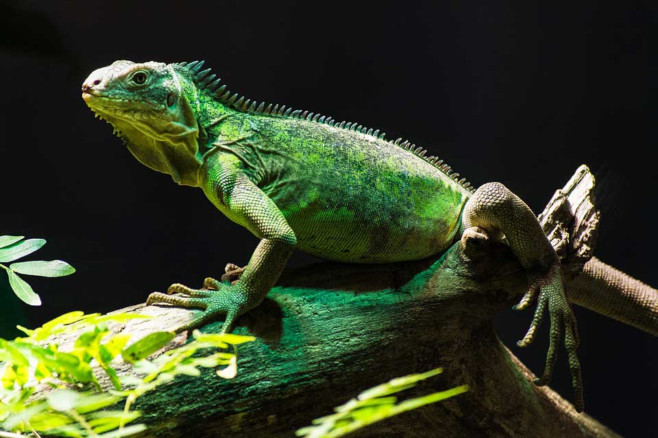 imagen de una iguana
